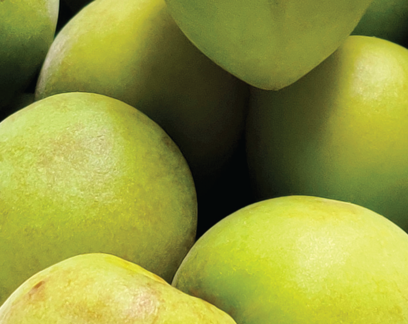 Kakadu Plum