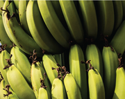 BANANA ENZYMES