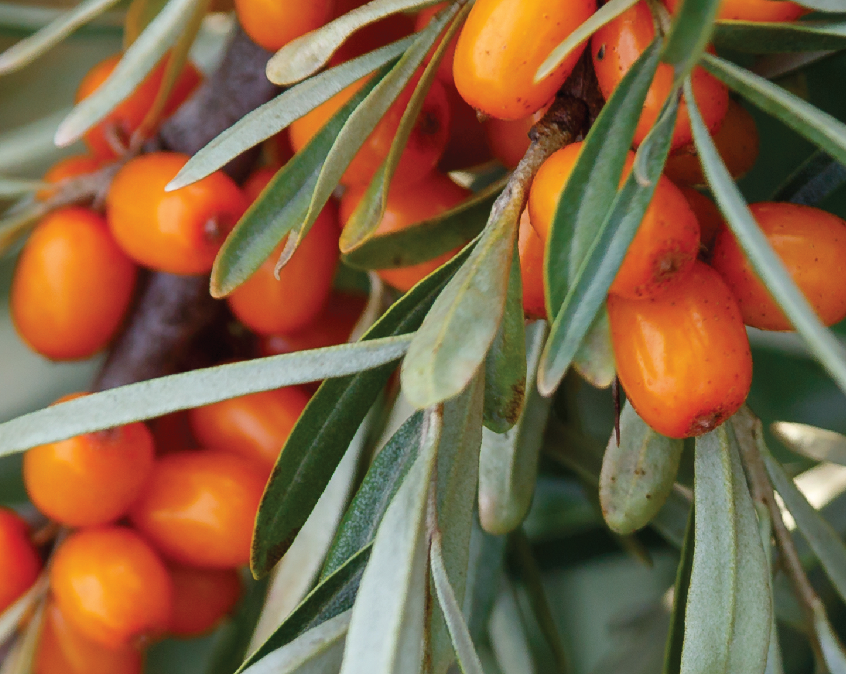 Sea Buckthorn