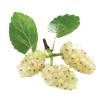 Icon - White Mulberry