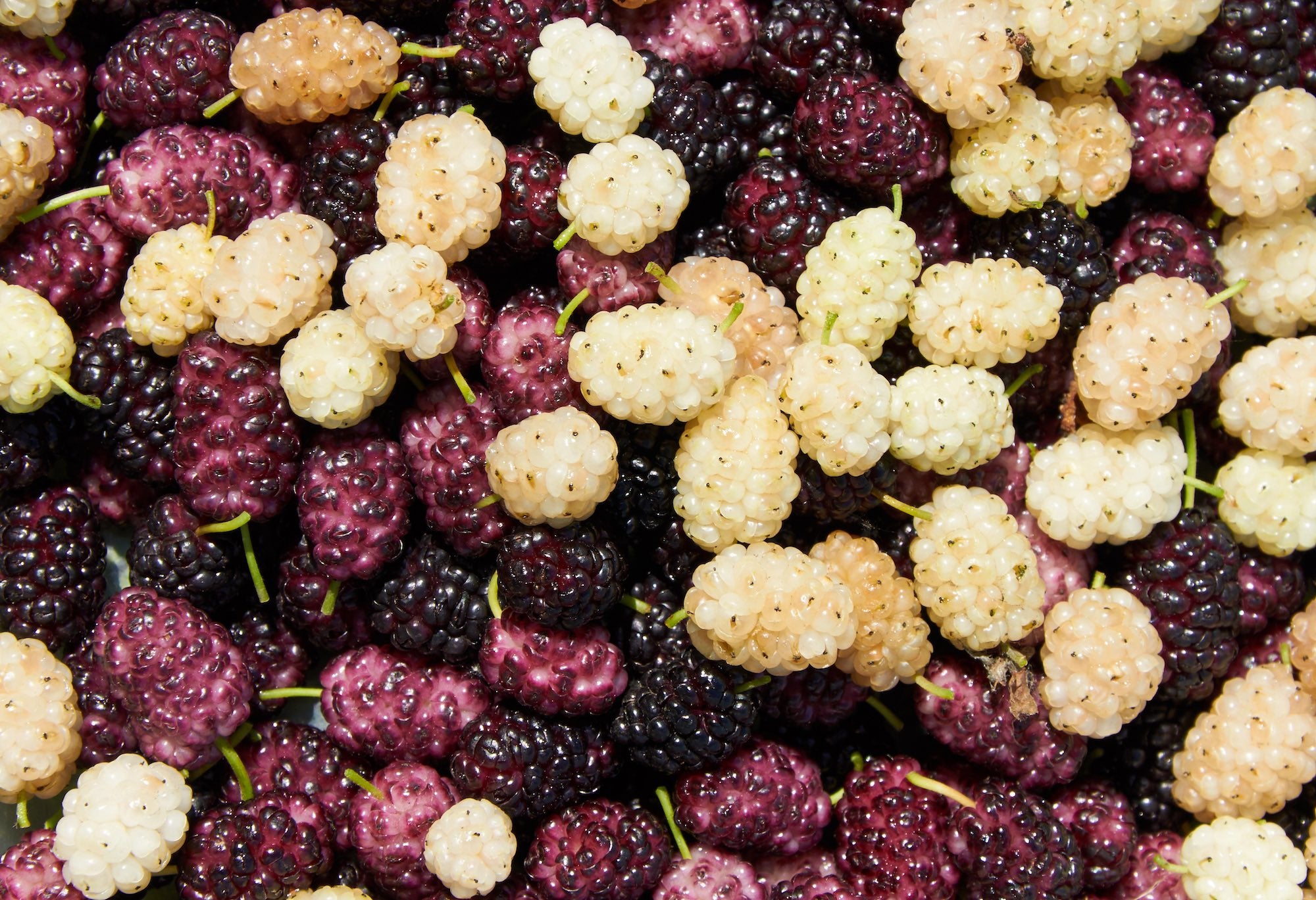 ingredient-white-mulberry.jpg