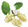 Icon - White mulberry